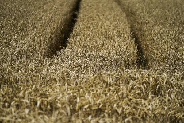Grains Dans Les Champs Avant Récolte Agriculture — Photo