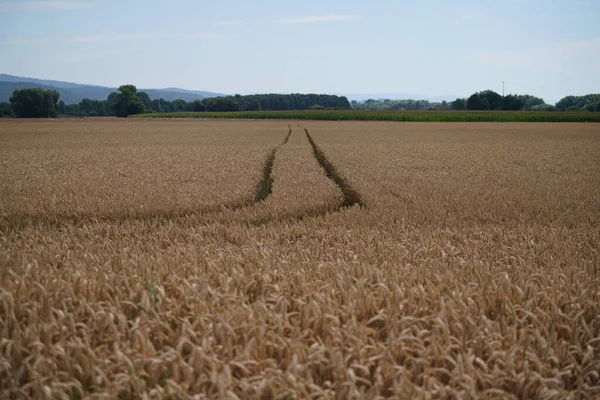 Getreide Auf Dem Feld Vor Der Ernte Der Landwirtschaft — Stockfoto