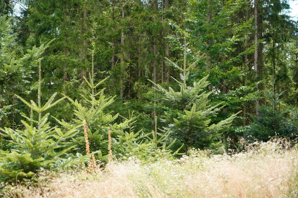 Las Coníferas Verdes Jóvenes Como Reforestación Bosque — Foto de Stock