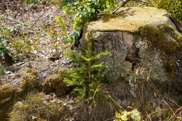 Umírající Lesy Důsledku Nesmyslné Mýtiny Lese Pahýl Stromu Lese — Stock fotografie