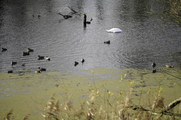 ドナウ川では白鳥やアヒルや鵜などの水鳥が — ストック写真
