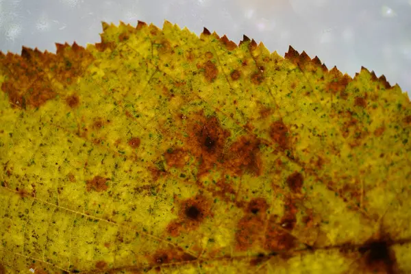 Sonbaharda Yaprak Döken Bir Ağacın Yaprağı Stüdyoda Ayrıntılı Olarak Oluşturuldu — Stok fotoğraf