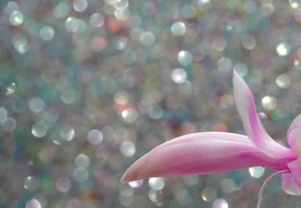 Beautiful Pink Flower Petals — Stock Photo, Image