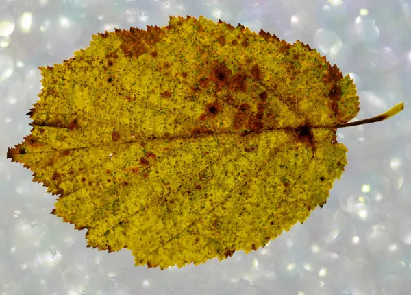 スタジオで作られた秋の落葉樹の葉 — ストック写真