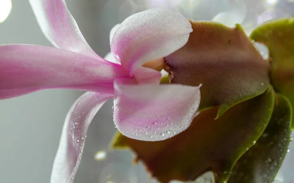 Mooie Roze Orchideebloem Tuin — Stockfoto