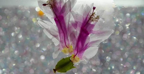 Christmas Cactus Schlumbergera Pink Blossom Full Bloom — Stock Photo, Image