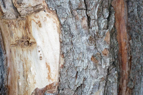 Strom Kůra Kůra Bast Chrání Strom Před Nepřáteli — Stock fotografie