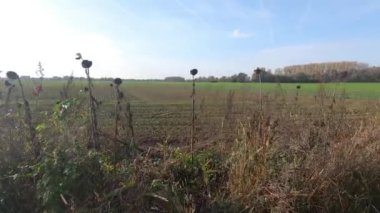 Sonbaharda toplanan tarlalar