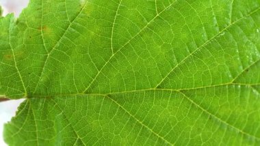 Yaprak döken bir ağacın yaprakları