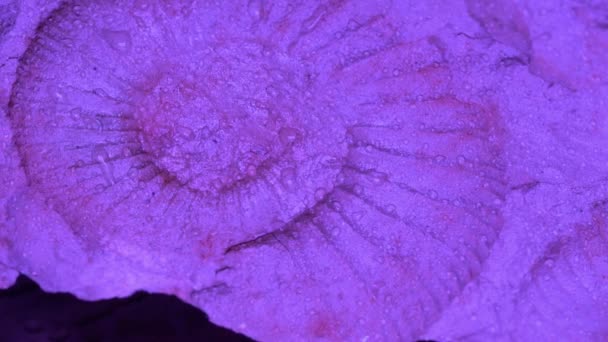 Ammonite Azul Com Água Salpicando — Vídeo de Stock