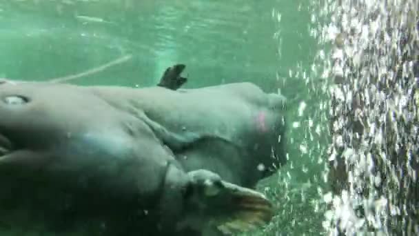 Fische Aquarium Die Auch Der Donau Vorkommen — Stockvideo