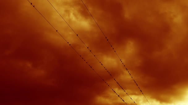 Starre Vögel Sitzen Auf Dem Stromkabel — Stockvideo