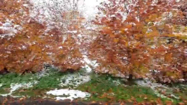 Sneeuw Donau Bij Mistig Weer Winter — Stockvideo