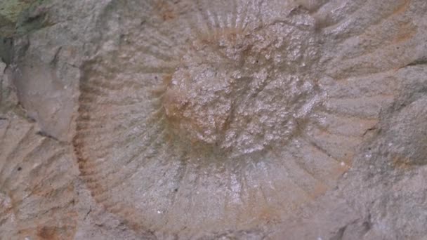 Ammonit Ist Ein Versteinerter Tintenfisch — Stockvideo