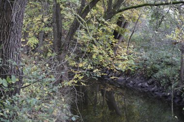 Danube nehrinde kuğu, ördek ya da karabatak gibi su kuşları