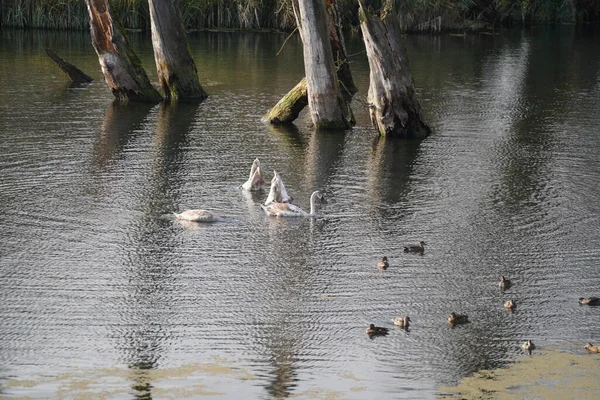 Wasservögel Wie Schwan Ente Oder Kormoran Der Donau — Stockfoto
