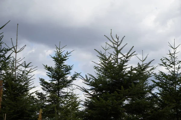 stock image Forest dieback due to climate change, drought and storms and deforestation as a raw material