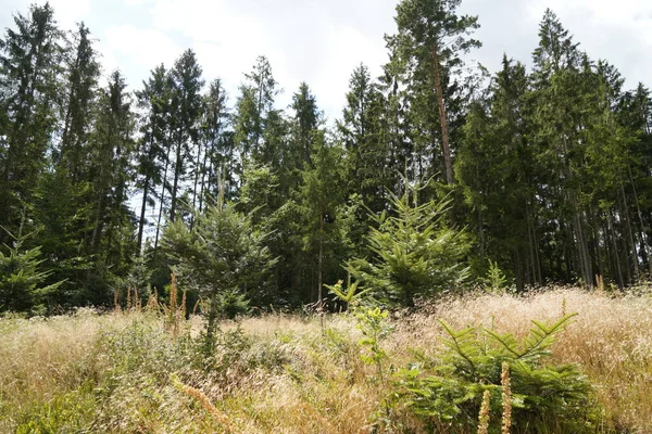 年轻的绿针叶树作为森林中的再造林 — 图库照片