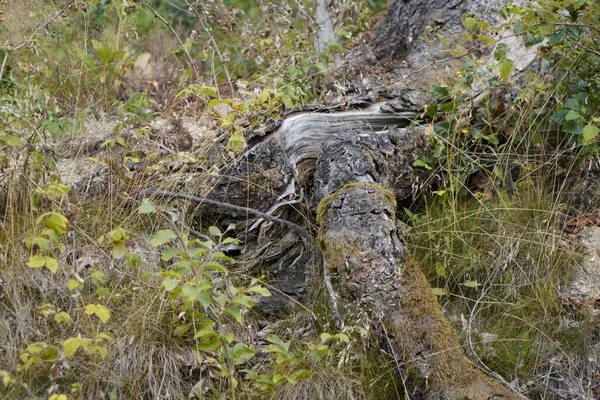 Haldokló Erdők Miatt Értelmetlen Tisztás Erdőben Csonk Erdőben — Stock Fotó