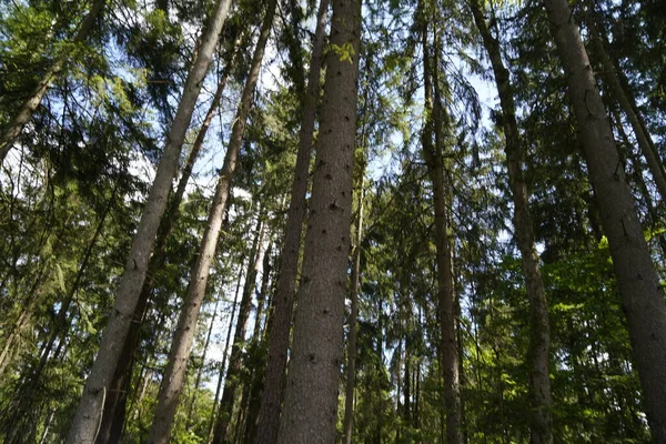 Waldsterben Durch Klimawandel Dürre Und Stürme Und Abholzung Als Rohstoff — Stockfoto