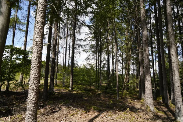Forest Dieback Due Climate Change Drought Storms Deforestation Raw Material — Stock Photo, Image