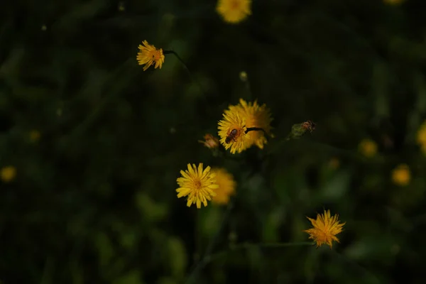 Fleur Photographiée Dans Jardin Local Bavière — Photo