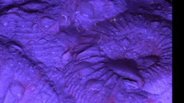 Mavili ammonit ve damlayan su.