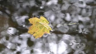 Akçaağaç yaprağı sakin sularda yüzer.
