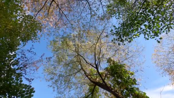 Fluxo Com Folhagem Verde Céu Azul Árvores Balançando Vento — Vídeo de Stock