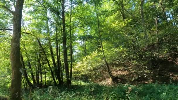 Ρεύμα Πράσινο Φύλλωμα Και Μπλε Ουρανό Και Δέντρα Ταλαντεύεται Στον — Αρχείο Βίντεο