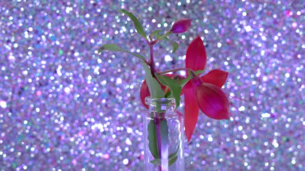 Kwiaty Fuksji Szklanych Butelkach — Wideo stockowe