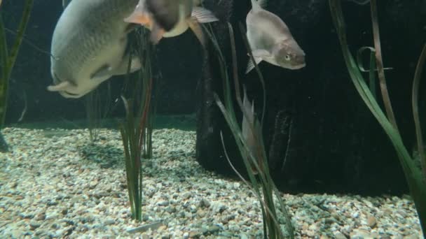 同样发生在多瑙河中的水族馆中的鱼 — 图库视频影像