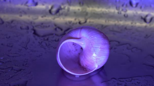 雨の中のカタツムリの殻と水の滴が飛び散る — ストック動画