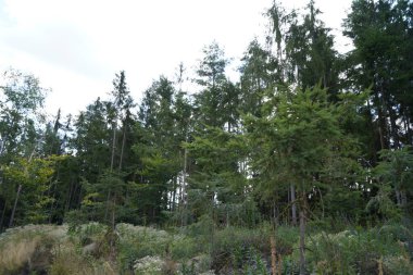 Orman, iklim değişikliği, kuraklık ve fırtınalar ve ham madde olarak ormanların tahrip edilmesi nedeniyle çöker.