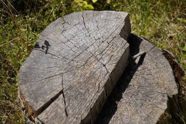 Ormandaki anlamsız açıklık yüzünden ölen ormanlar Ormandaki ağaç kütüğü