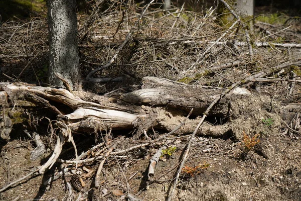 Ormandaki Anlamsız Açıklık Yüzünden Ölen Ormanlar Ormandaki Ağaç Kütüğü — Stok fotoğraf