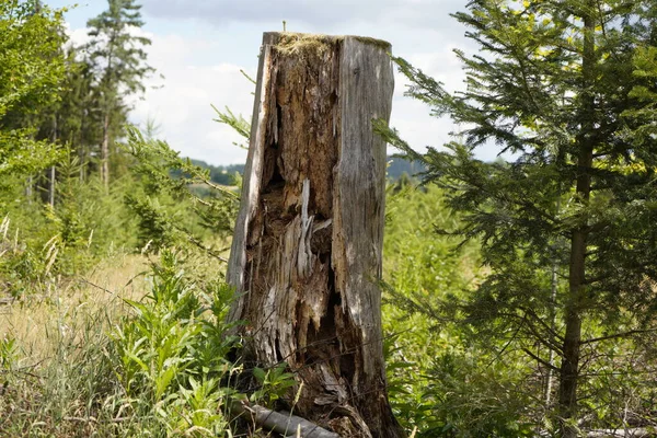 stock image rotten wood left in the forest is a breeding ground for both good and bad insects