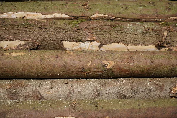 Tree Bark Bark Bast Protects Tree Enemies — Stock Photo, Image