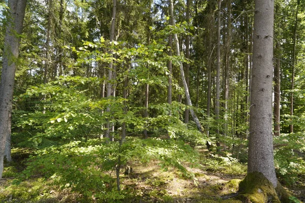 Dépérissement Des Forêts Changement Climatique Sécheresse Aux Tempêtes Déforestation Comme — Photo