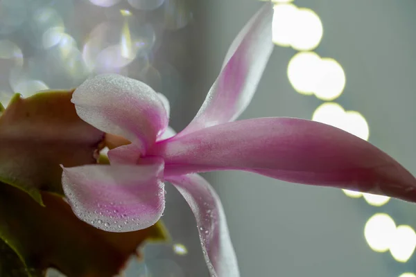 Mooie Orchidee Bloem Flora Natuur — Stockfoto