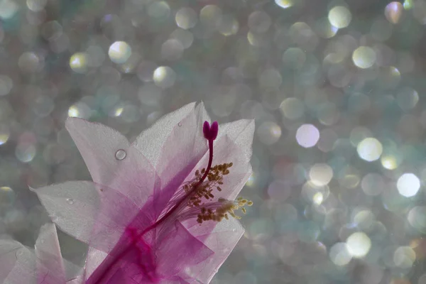 満開のピンクの花でクリスマスサボテンSchlumbergera — ストック写真