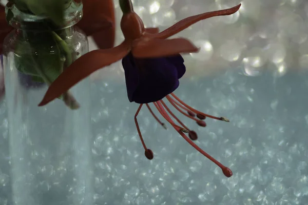 花瓶や絵の中のフクシアの花芸術の完全なフレーム — ストック写真