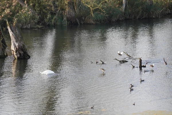 Wasservögel Wie Schwan Ente Oder Kormoran Der Donau — Stockfoto