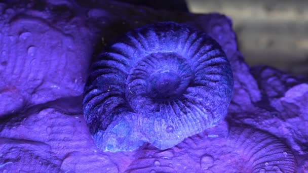 Ammonita Azul Con Goteo Agua Salpicando — Vídeos de Stock