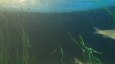 Tuna Nehri 'nde de tatlı su balıkları var.