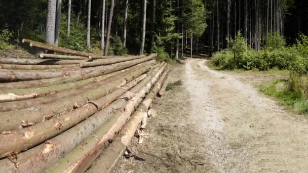 Repouso Das Florestas Devido Alterações Climáticas Seca Tempestades Desmatamento — Vídeo de Stock