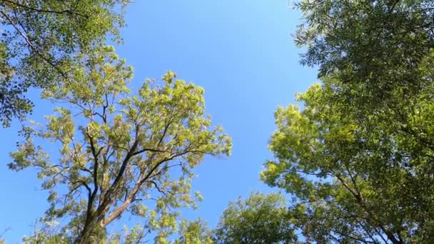 Bosque Bosque Dieback Marco Completo Forma Geométrica Alemania Verde Ideas — Vídeos de Stock