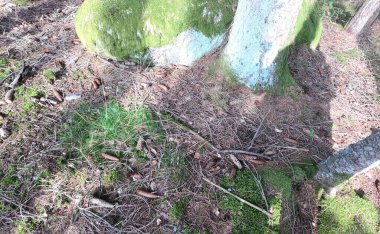 Güzel botanik fotoğrafı, doğal duvar kağıdı.