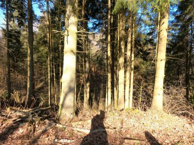 Güzel botanik fotoğrafı, doğal duvar kağıdı.