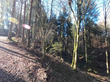 Güzel botanik fotoğrafı, doğal duvar kağıdı.